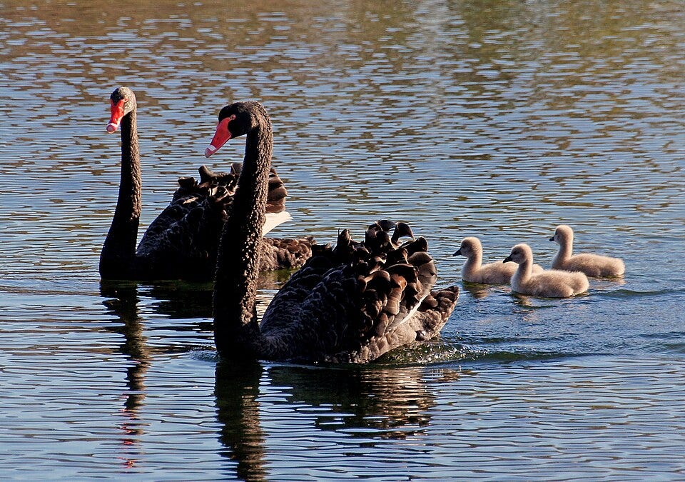 File:Black Swans. (Cygnus atratus) (8900097248).jpg