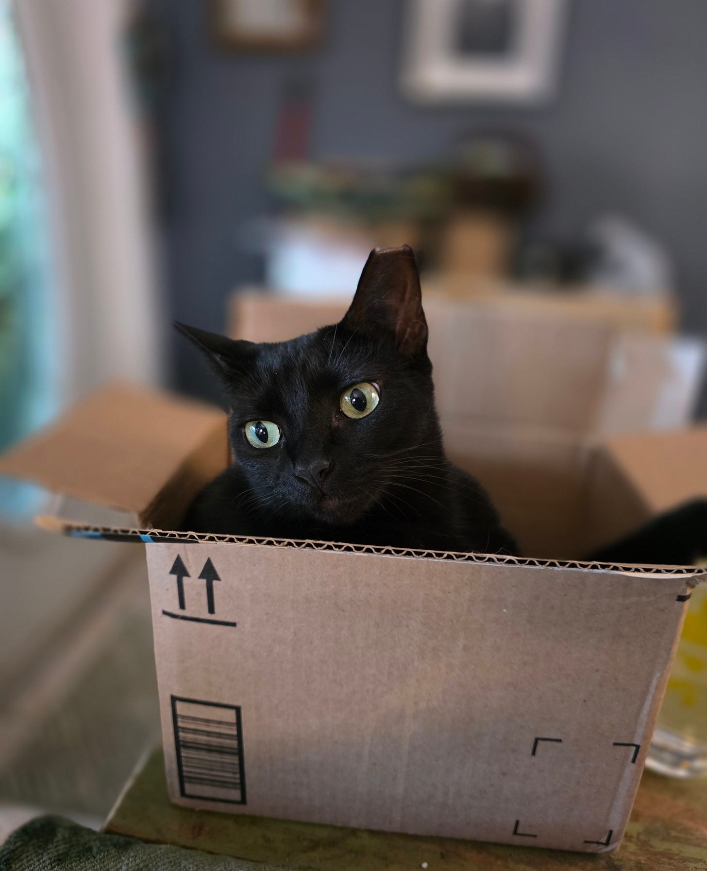 black cat with tipped ear and green eyes sits in a carboard box looking off to the side. 