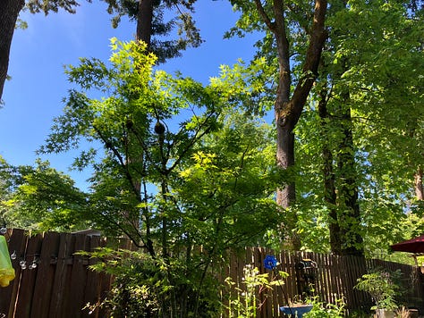 Trees: Birch, Maple, Elm, Oak, Japanese Maple, Dogwood Fruits and Vegetables: Blueberries, Strawberries, Tomatoes, Pumpkins, Peppers Plants: Rhododendron, Peony, Rosemary, Roses, Lilacs, Hosta, Hydrangea, Wisteria, Daylilies, Daffodils Flowers: Sunflowers