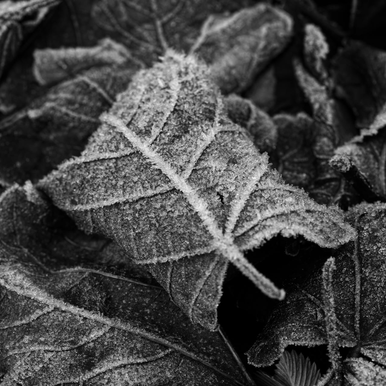 KewtieBird’s Photo Journey