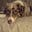 herdingdogz's avatar