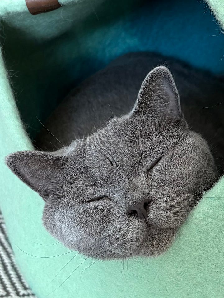 British shorthair cats