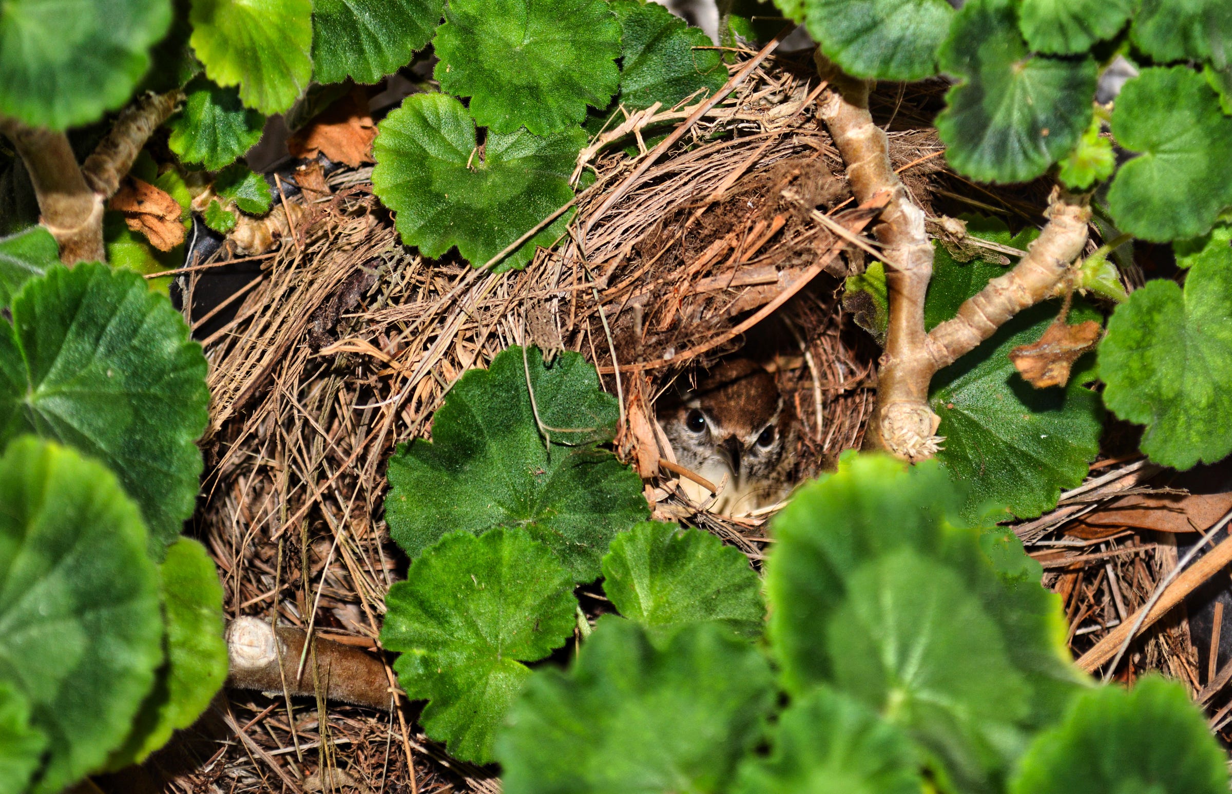 The nest of a small house wren built within the leaves of a geranium with the mother bird peering out protecting her eggs