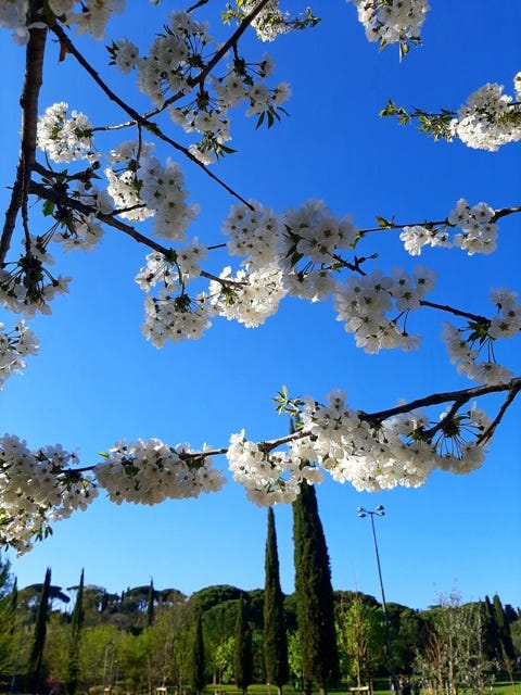 E' primavera! Saluti da Firenze!