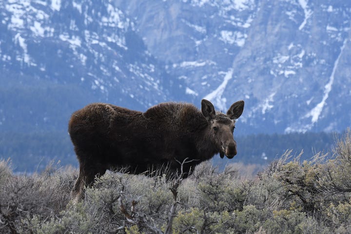 Picture of a bridge in Lisbon, Portugal; Grandma in a yellow dress holding a blanket with Addy; Moose in Grand Tetons National Park and Addy and Lydia at Trout Lake in Yellowstone