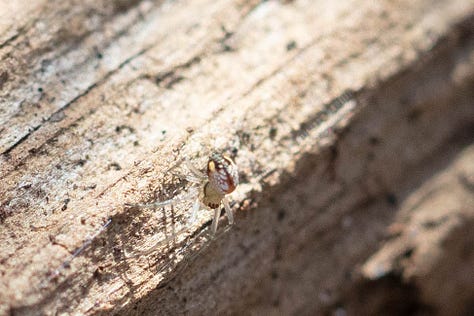1. Sminthurus mencenbergae, a white globular springtail with brown lines. 2) Unknown elongate springtail with ornate yellow-ish tan and espresso brown back pattern. 3) Ptenothrix renateae, a dark brown globular springtail with a stunningly beautiful and ornate back pattern of intricate pale tan lines, and legs striped dark brown and light tan. 4. A cool spider, mostly white, with an interesting pattern on the abdomen of mostly dark brown. 5. A gray-ish elongate springtail on a turquoise ruffly lichen. 6. Tentatively IDed as Homidia sauteri, a pale, elongate springtail with dark brown lines and a coating of long fuzz on its body.