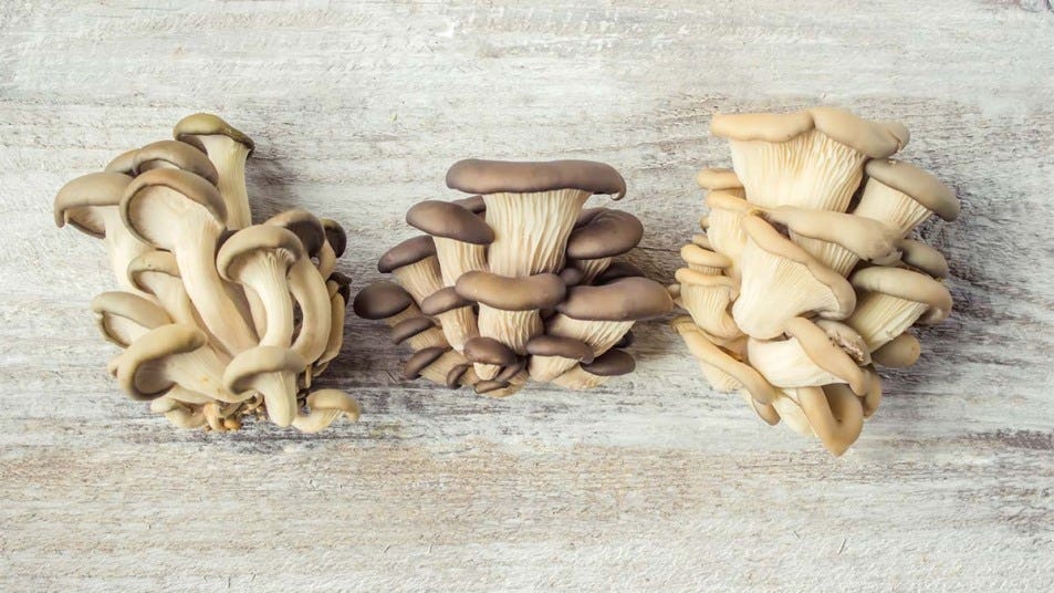 Oyster mushrooms