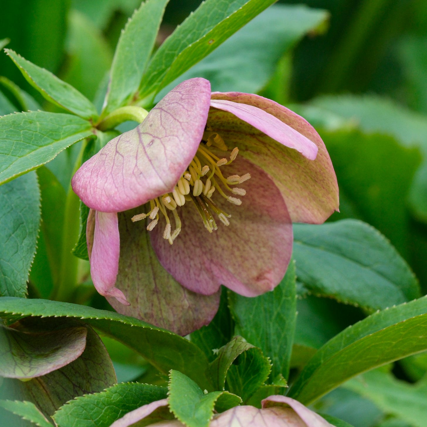 hellebore