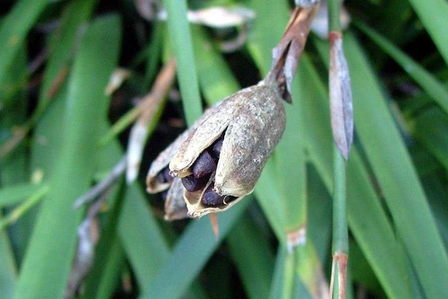 Dietes iridioides [Seed Pod].jpg