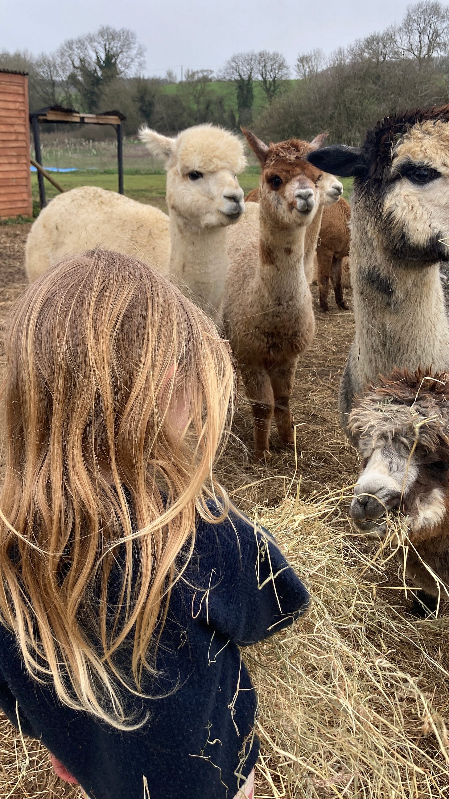 four year old feeding alpacas hay