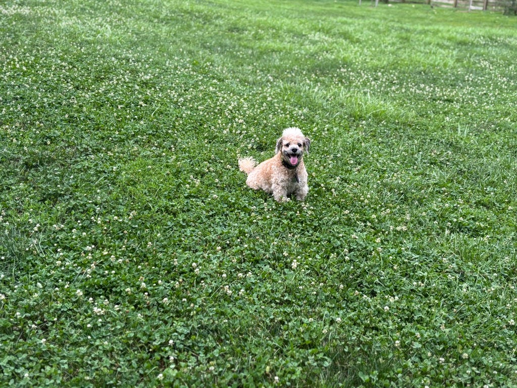 Contrarian Pet of the Week - by Jamie Riley