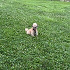 Contrarian Pet of the Week