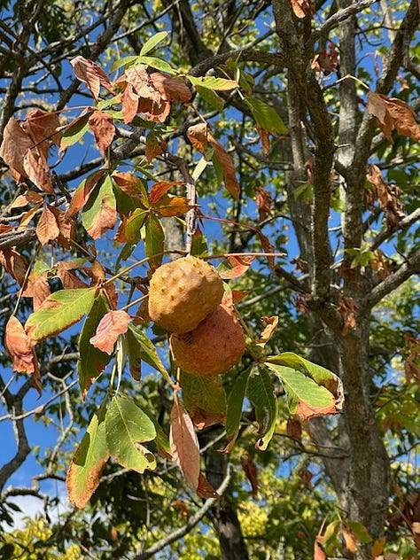 fruits on Ohio buckeye tree, the interior walls of open fruit capsules, and the buckeye seeds.