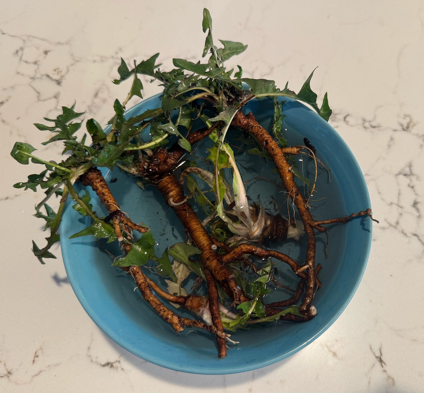 Dandelions uprooted and soaking in water. Next I'll dry them out and scrape off the outside layer with the blunt side of a butter knife before chopping the roots into little pieces for tea or bitters.