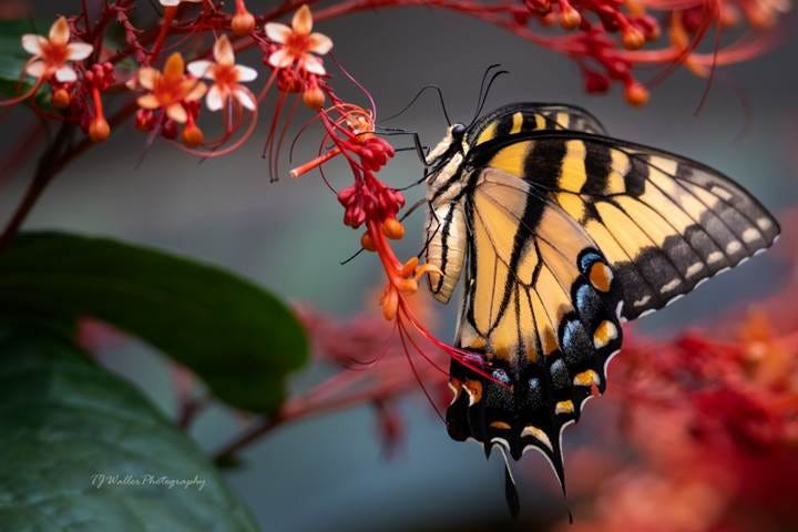 Eastern Tiger Swallowtail on Pagoda plant Eastern Tiger Swallowtail on Pagoda plant