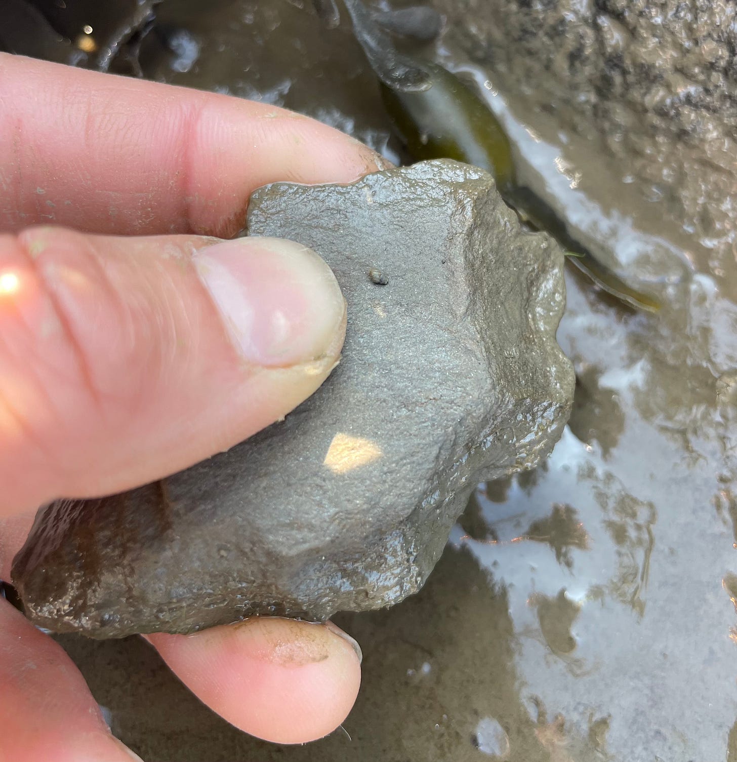 The tiniest snail ever, thumb for scale. The tiniest snail ever, thumb for scale.