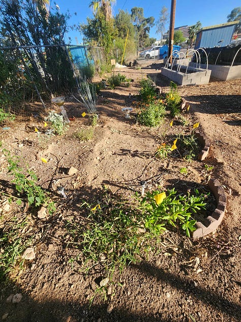A collaborative community project envisioned and organized by Robin Motzer. Team members include Gillian Paine Murietta, Community Gardens of Tucson, Keith Lierman, Tucson Organic Gardeners, and volunteers, businesses and the City of Tucson Parks and Rec.
