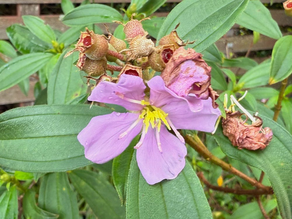 purple and yellow flower, leaves, fruit 