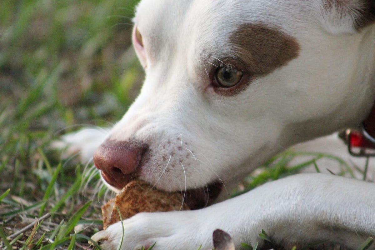 Small dog with white face and brown patches has settled on grass to chew some kind of treat, it looks as if might growl to protect its prize Small dog with white face and brown patches has settled on grass to chew some kind of treat, it looks as if might growl to protect its prize