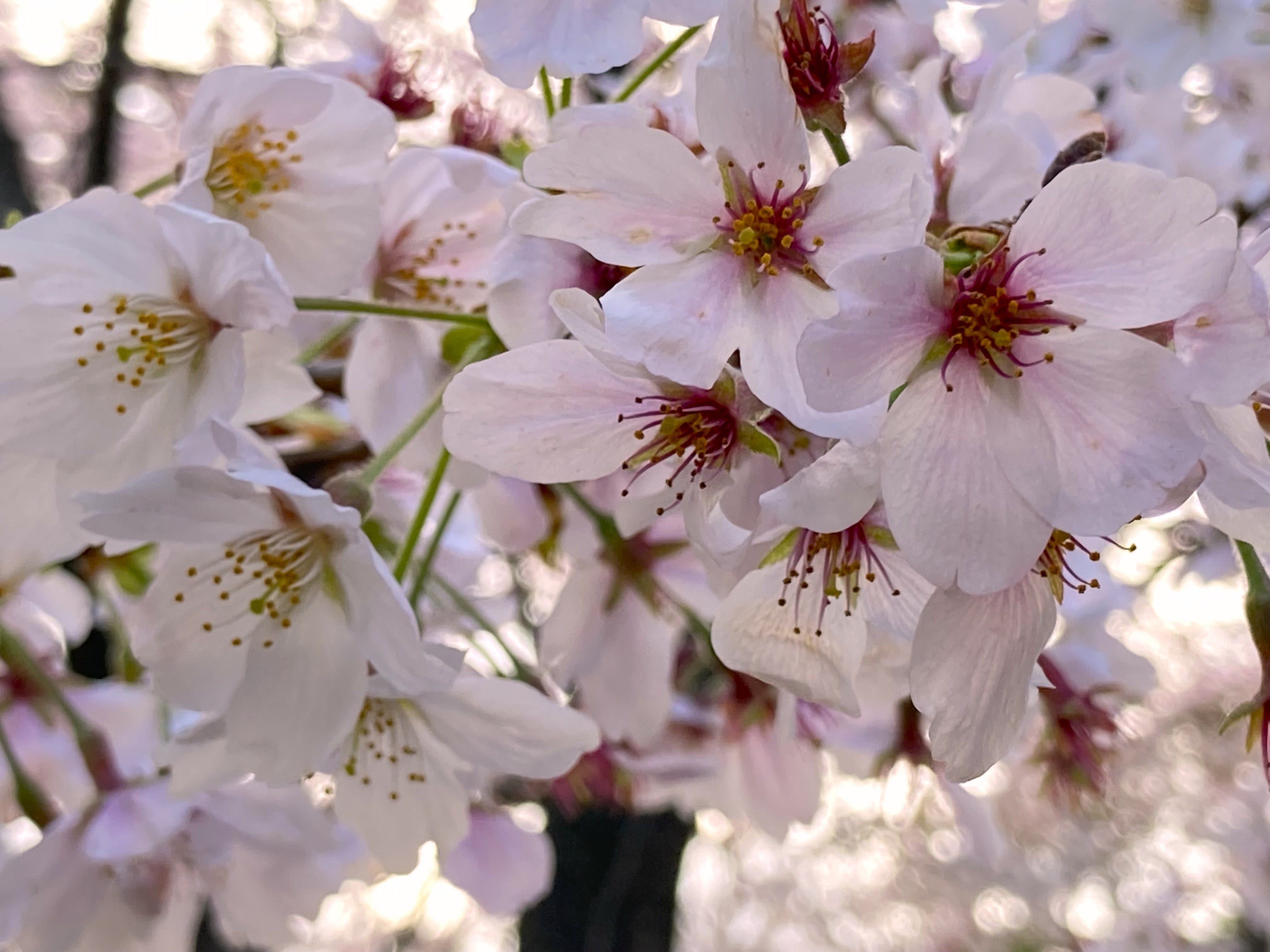 142 Cherry Blossom Forecast (1) - by Hideo Tanikawa