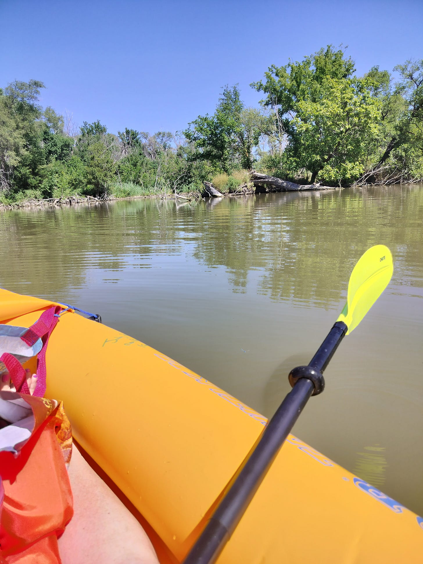 A creek bank on a sunny day, as viewed from a kayak in the water