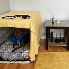 Our fostering process integrating two unfamiliar dogs