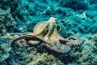 An octopus on the sea floor.