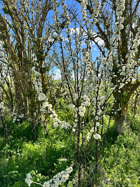 Ancient elms, clootie making and tying, Bride's Well, Parkinson's ME garden, Springline Path, Blackthorns, The first damson blossom at home.