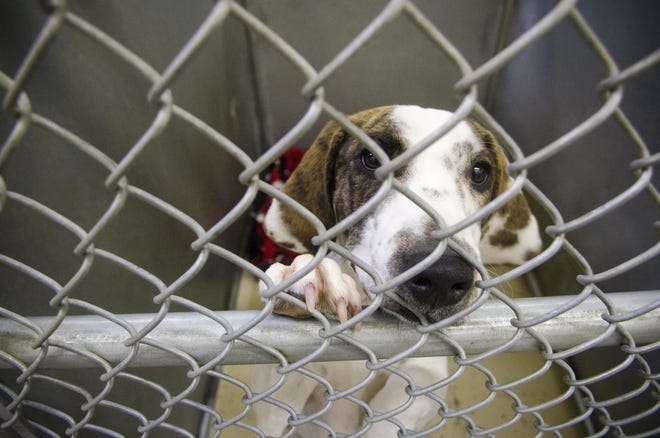High Desert animal shelters press on during pandemic High Desert animal shelters press on during pandemic