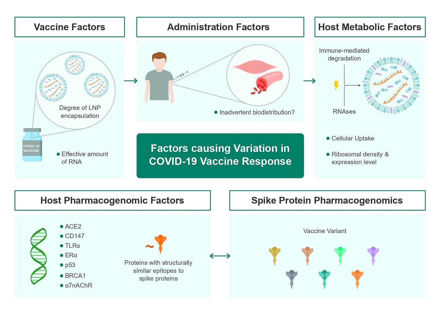 factors causing variation in COVID-19 vaccine response