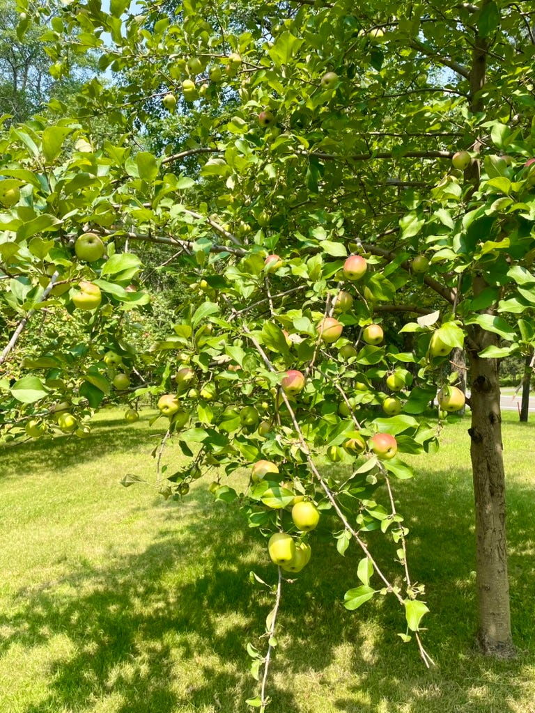 A tree with apples on it

AI-generated content may be incorrect.