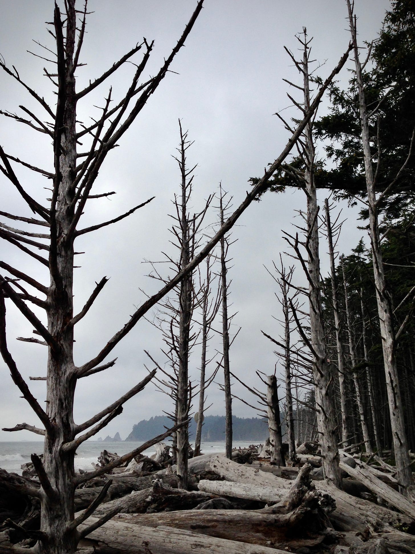 Olympic National Park, WA, Rialto Beach.  Dead trees and fallen tree trunks line the shore at this beach on Washington's western coast.