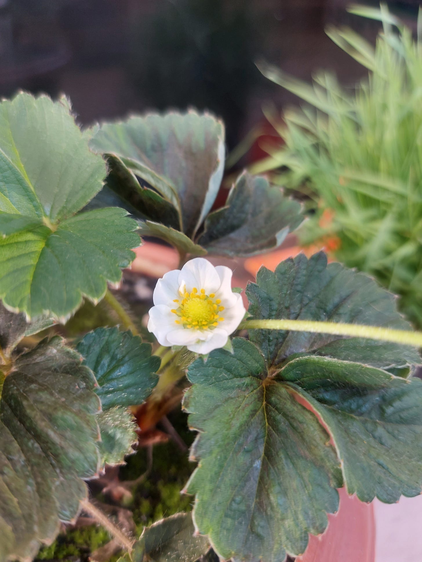 Pequena planta de morango com uma flor.