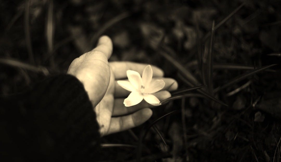 A hand holding a delicate white flower.