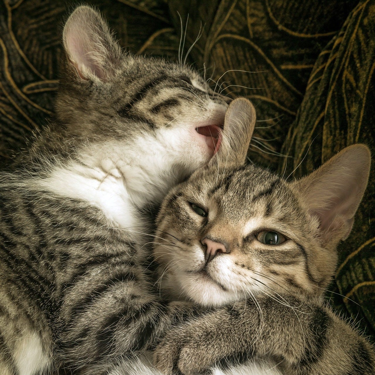Foto colorida de dois gatinhos malhados, o da esqquerda está com a patinha em cima do pescoço do da direita, em um abraço desajeitado, enquanto lambe a orelha e um gesto carinhoso. Não que você precise lamber a orelha das pessoas que você gosta, mas se ela quiser, pode.