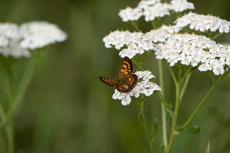 Three images of butterflies on a leek, yarrow, and dandelion flower. Butterflies are red and yellow admiral, and copper. Otago, New Zealand.