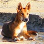 dingo's avatar
