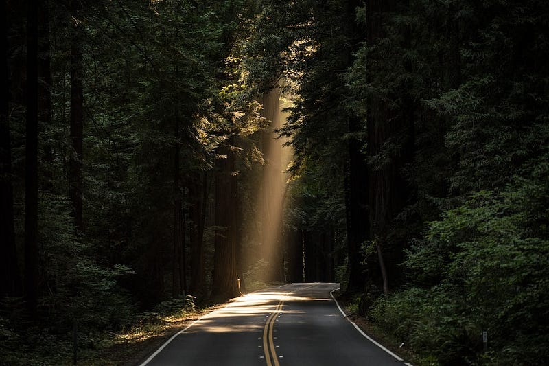 empty concrete road covered surrounded by tall tress with sun rays empty concrete road covered surrounded by tall tress with sun rays