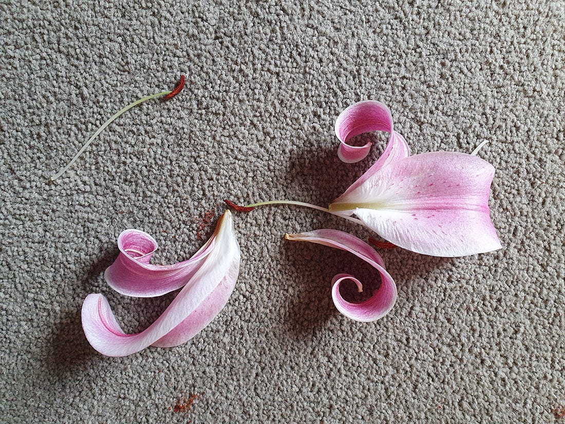 Beautiful pink lily petal spirals on grey carpet