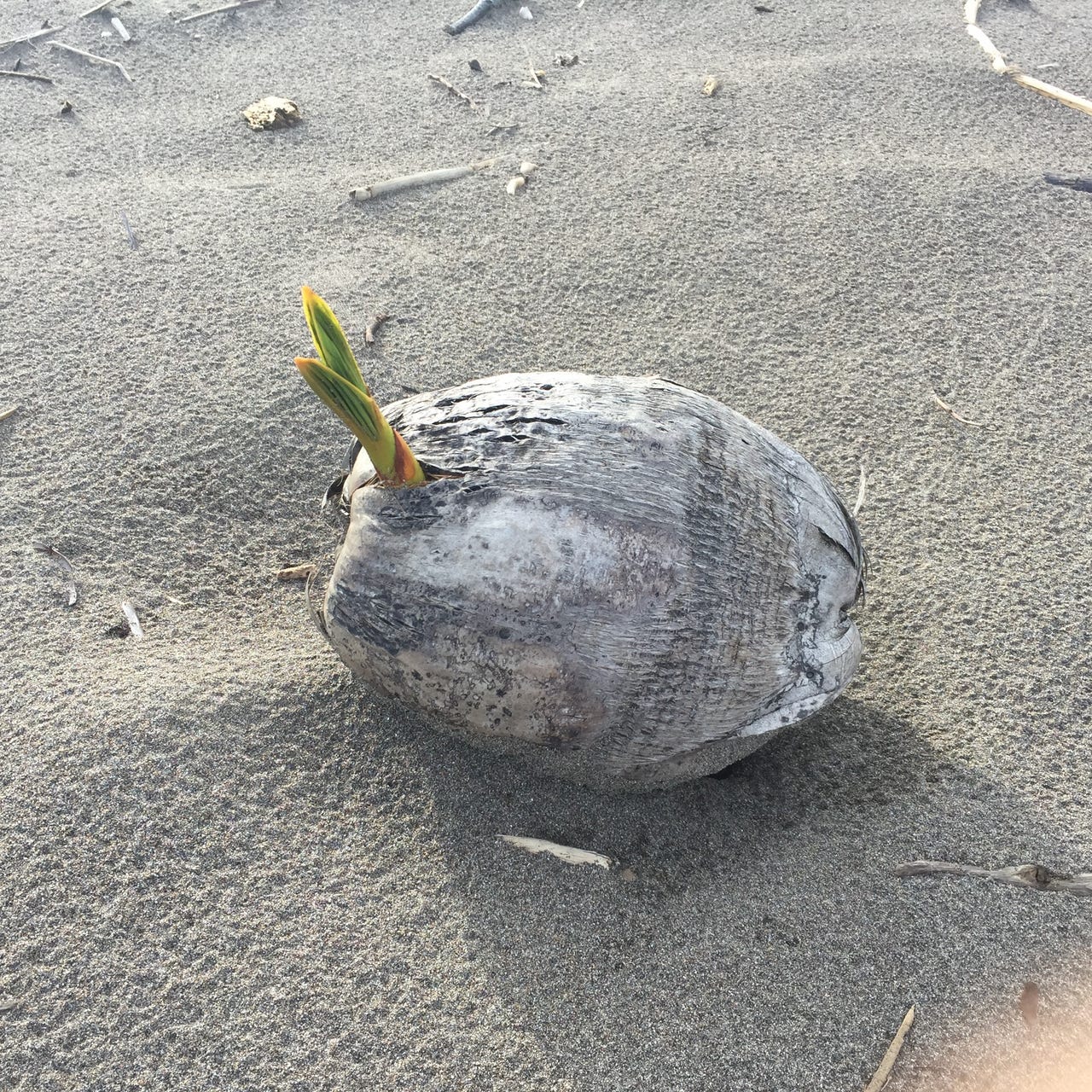 Miranda’s Meanders