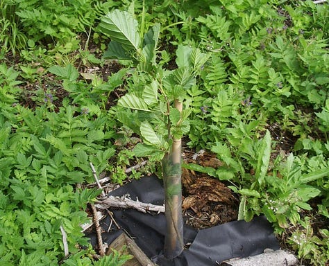 Six examples of young mediicnal trees planted with mulches