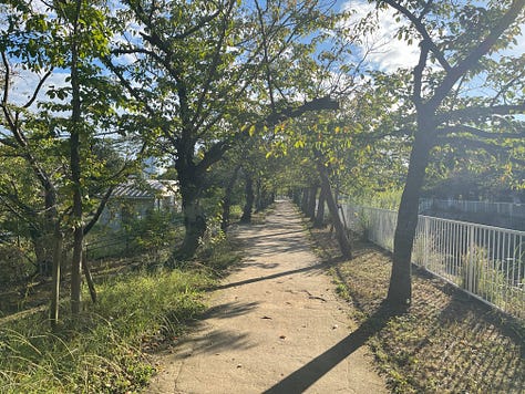 Three pictures of the Myohoji River flowing through a park with lines of cherry trees in the early autumn sunshine