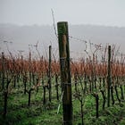 UK vineyard tour