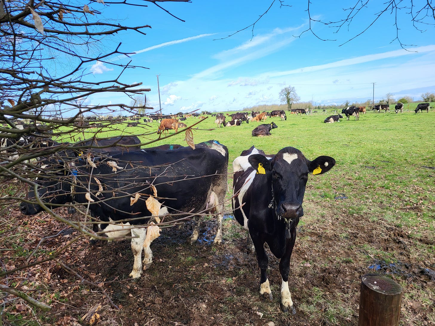 A herd of cattle grazing on a green field beneath a bright blue sky in the Irish countryside A herd of cattle grazing on a green field beneath a bright blue sky in the Irish countryside