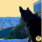 My van is broken, but my dog is great! (Nov recap)