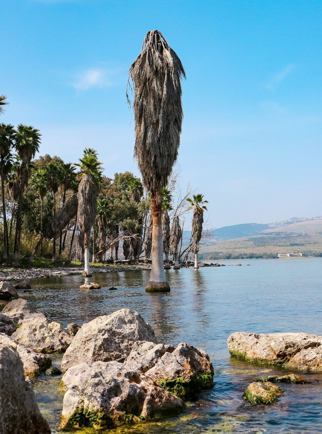 Palm trees stand in a tranquil lake.
