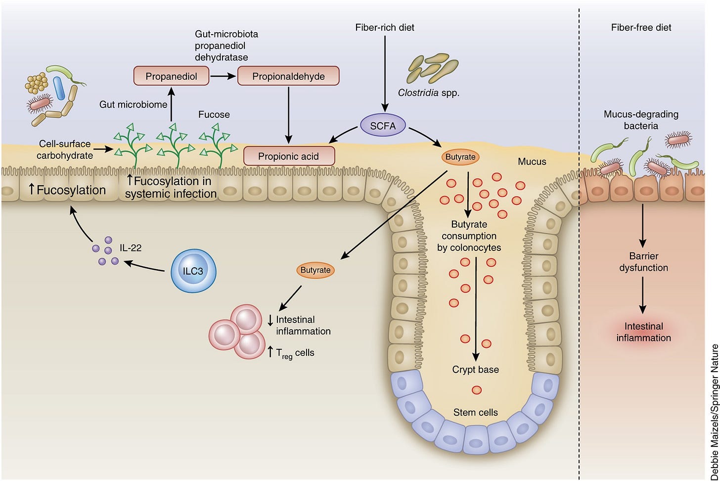 Regulation of inflammation by microbiota interactions with the host |  Nature Immunology