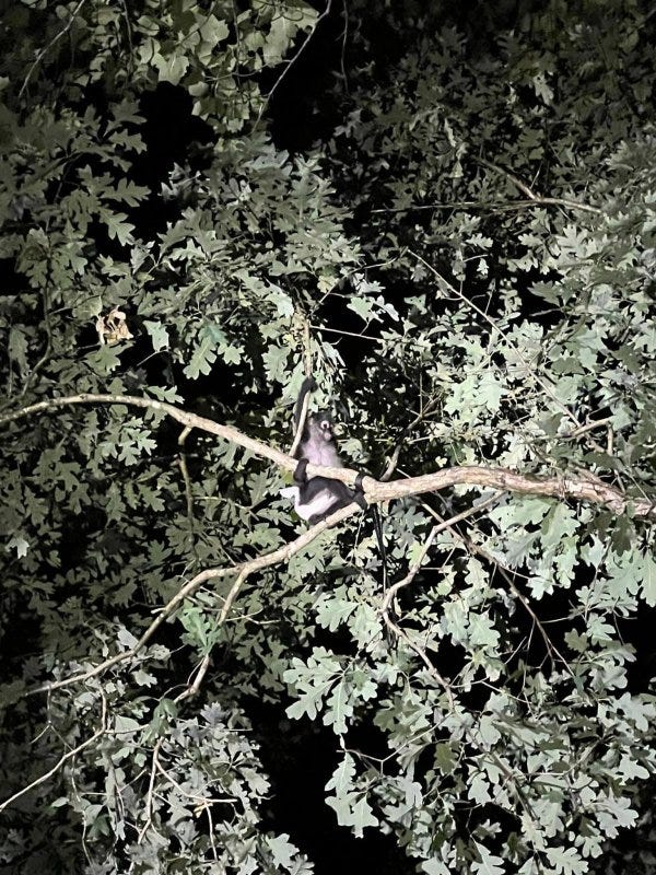 Firefighters came to the rescue of an escaped monkey stranded high up in a tree at an Orange County, Ind., campground. Photo courtesy of Orange County Rural District 1 Fire Department/Facebook
