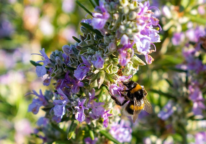 Abeille domestique et bourdon terrestre en train de butiner une germandrée arbustive et une fleur de romarin