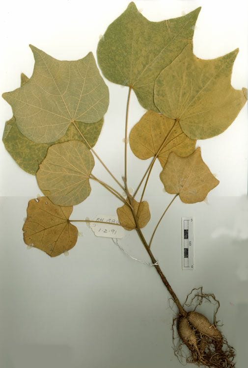 Brachychiton viridifolius [tuber - ATLAS - Centre for National Biodiversity Research, 1989].jpeg